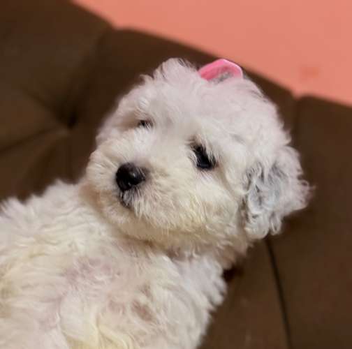 Hermosa maltipoo blanca mini toy con su tarjeta de vacuna - Imagen 7