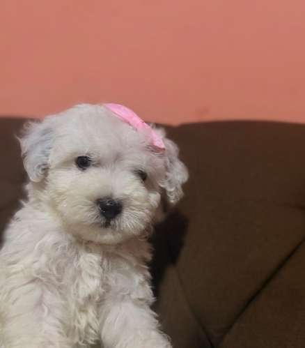 Hermosa maltipoo blanca mini toy con su tarjeta de vacuna - Imagen 4