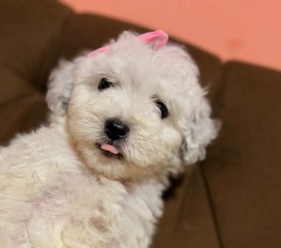 Hermosa maltipoo blanca mini toy con su tarjeta de vacuna - Imagen 2