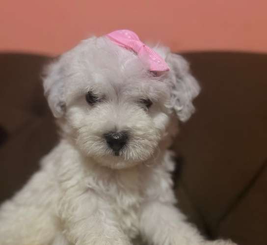 Hermosa maltipoo blanca mini toy con su tarjeta de vacuna - Imagen 5