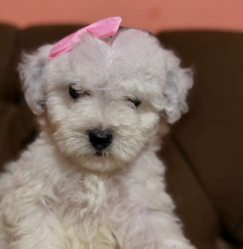 Hermosa maltipoo blanca mini toy con su tarjeta de vacuna - Imagen 8