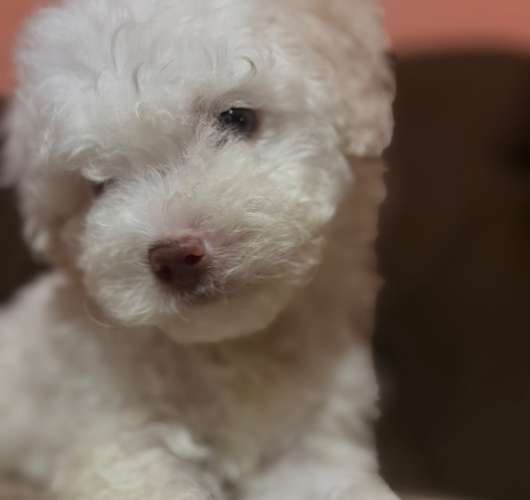 Hermoso peluchito french poodle toy de ojos claros con su tarjeta - Imagen 4
