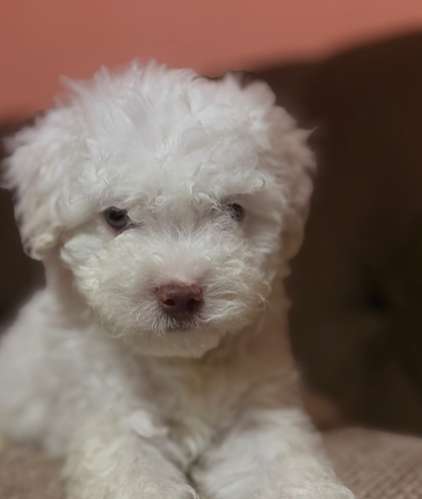 Hermoso peluchito french poodle toy de ojos claros con su tarjeta - Imagen 2