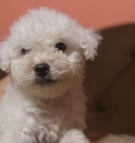 Hermoso macho french poodle toy con su tarjeta de vacuna - Imagen 4