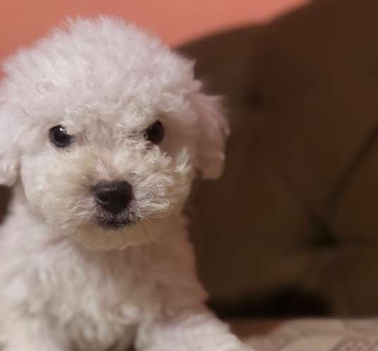 Hermoso macho french poodle toy con su tarjeta de vacuna