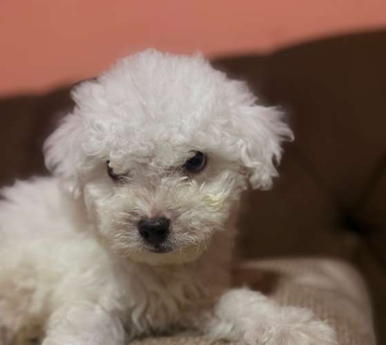 Hermoso macho french poodle toy con su tarjeta de vacuna - Imagen 6