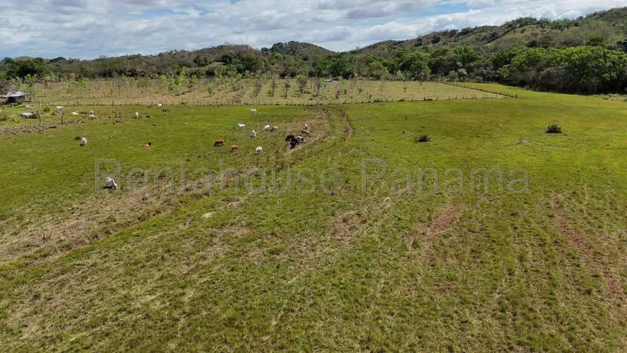 Venta - Terreno de 94.75 Hectáreas | 100 % Mecanizable | Agua Todo El Año. Algarrobos, Veraguas AMD - Imagen 2