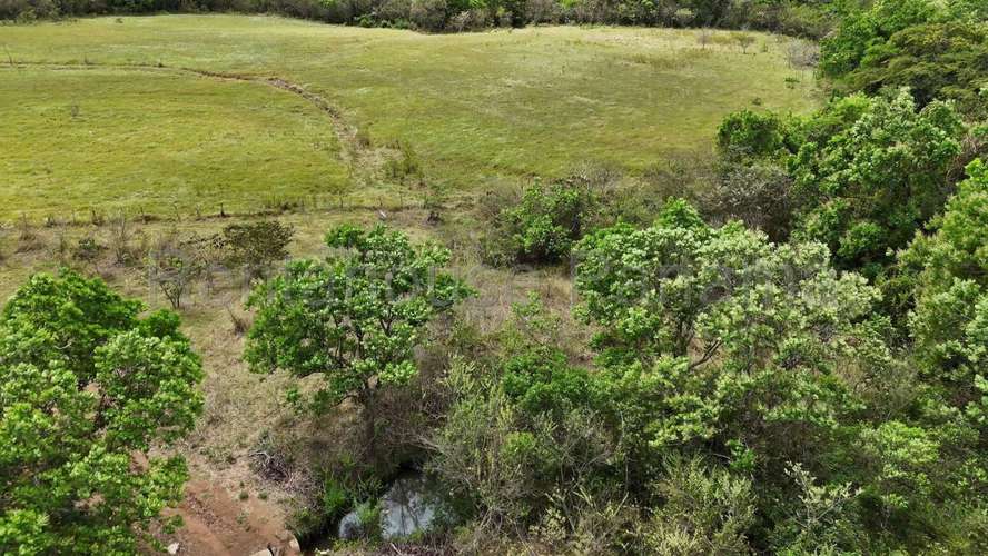 Venta - Terreno de 94.75 Hectáreas | 100 % Mecanizable | Agua Todo El Año. Algarrobos, Veraguas AMD - Imagen 9