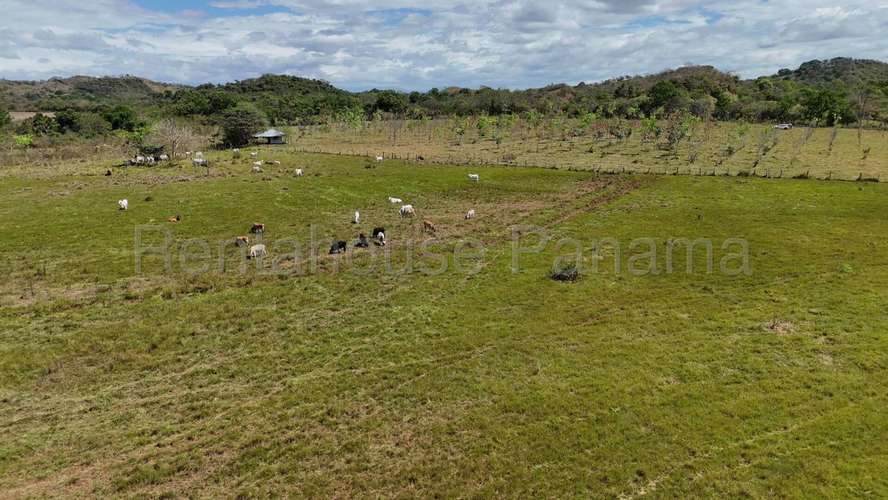 Venta - Terreno de 94.75 Hectáreas | 100 % Mecanizable | Agua Todo El Año. Algarrobos, Veraguas AMD - Imagen 3