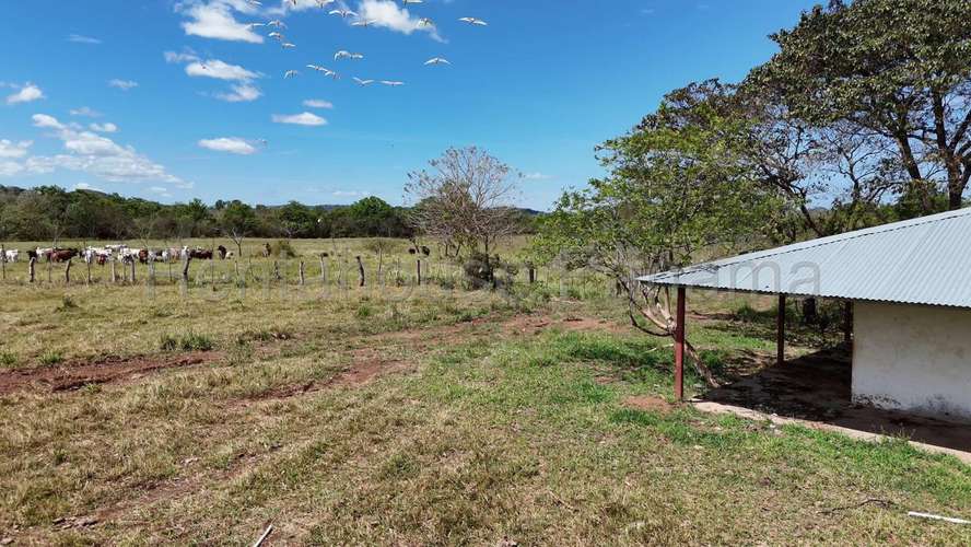 Venta - Terreno de 94.75 Hectáreas | 100 % Mecanizable | Agua Todo El Año. Algarrobos, Veraguas AMD - Imagen 6