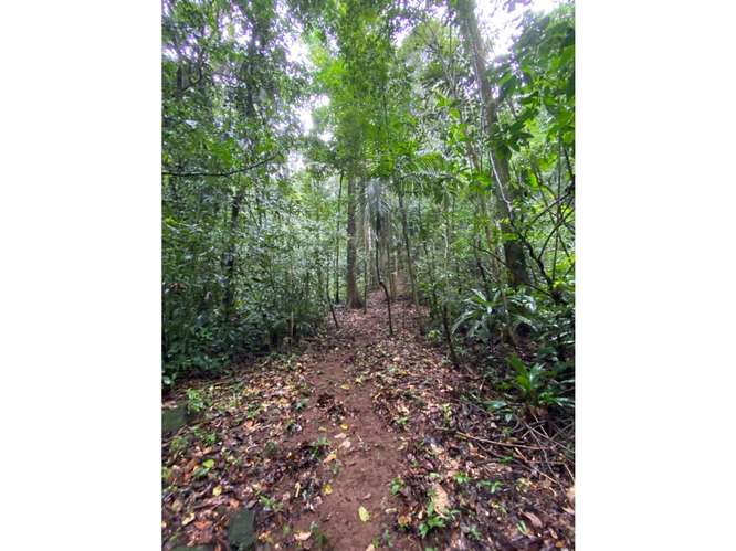 SE VENDE TERRENO 55 HECTAREAS EN CERRO AZUL CERCA DE  RIO Y QUEBRADAS - Imagen 13