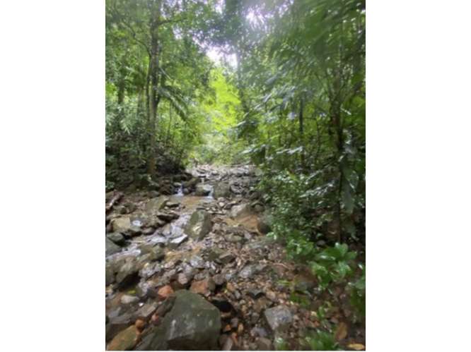 SE VENDE TERRENO 55 HECTAREAS EN CERRO AZUL CERCA DE  RIO Y QUEBRADAS - Imagen 19