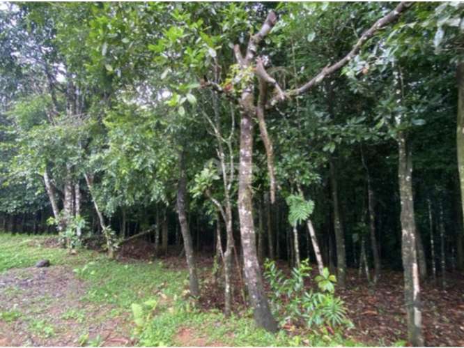 SE VENDE TERRENO 55 HECTAREAS EN CERRO AZUL CERCA DE  RIO Y QUEBRADAS - Imagen 2