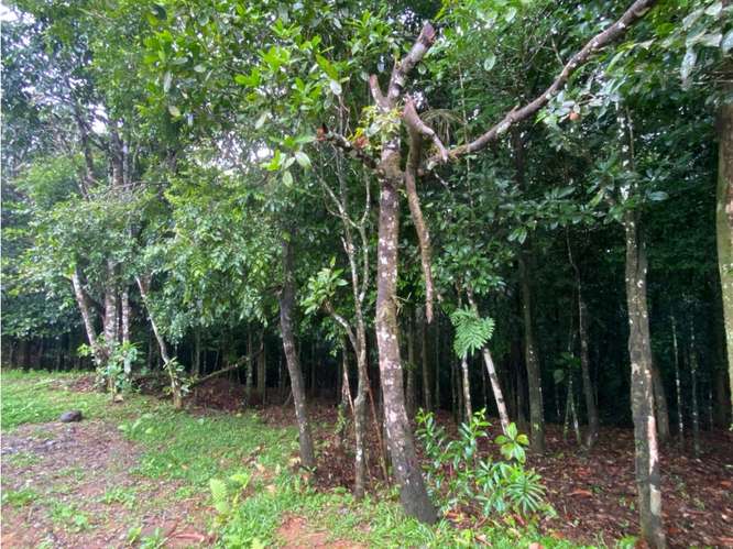 SE VENDE TERRENO 55 HECTAREAS EN CERRO AZUL CERCA DE  RIO Y QUEBRADAS - Imagen 7
