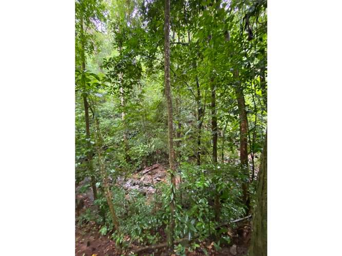 SE VENDE TERRENO 55 HECTAREAS EN CERRO AZUL CERCA DE  RIO Y QUEBRADAS - Imagen 12