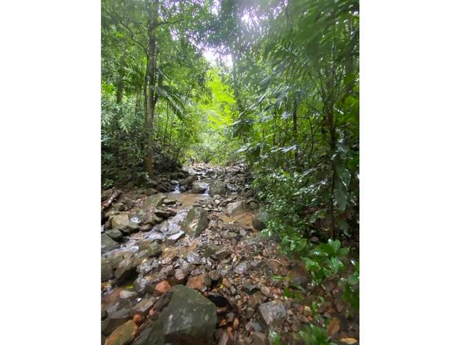 SE VENDE TERRENO 55 HECTAREAS EN CERRO AZUL CERCA DE  RIO Y QUEBRADAS - Imagen 6