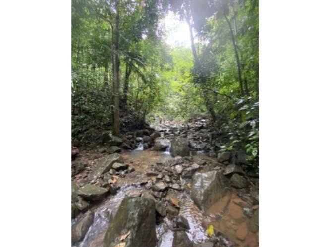SE VENDE TERRENO 55 HECTAREAS EN CERRO AZUL CERCA DE  RIO Y QUEBRADAS - Imagen 18