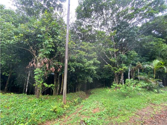 SE VENDE TERRENO 55 HECTAREAS EN CERRO AZUL CERCA DE  RIO Y QUEBRADAS - Imagen 11