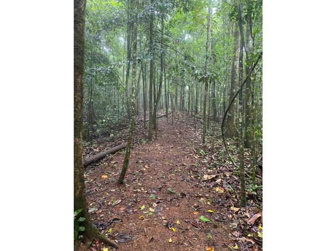 SE VENDE TERRENO 55 HECTAREAS EN CERRO AZUL CERCA DE  RIO Y QUEBRADAS - Imagen 9