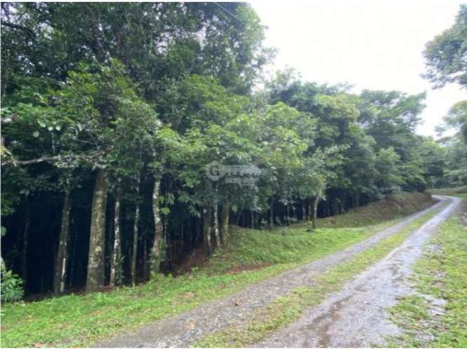 CERRO AZUL / TERRENO / 55 HECATREAS / BOSQUE / RIO / QUEBRADAS - Imagen 17