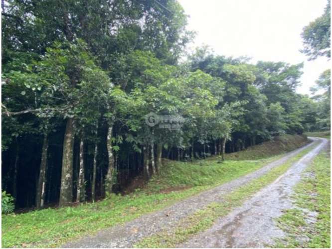 CERRO AZUL / TERRENO / 55 HECATREAS / BOSQUE / RIO / QUEBRADAS - Imagen 14
