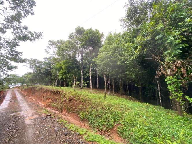 CERRO AZUL / TERRENO / 55 HECATREAS / BOSQUE / RIO / QUEBRADAS - Imagen 10