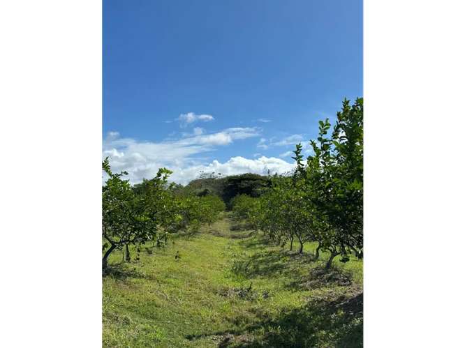 SE VENDE FINCA 11 HECTAREAS EN COCLE CAÑAVERAL HERMOSAS VISTAS - Imagen 5