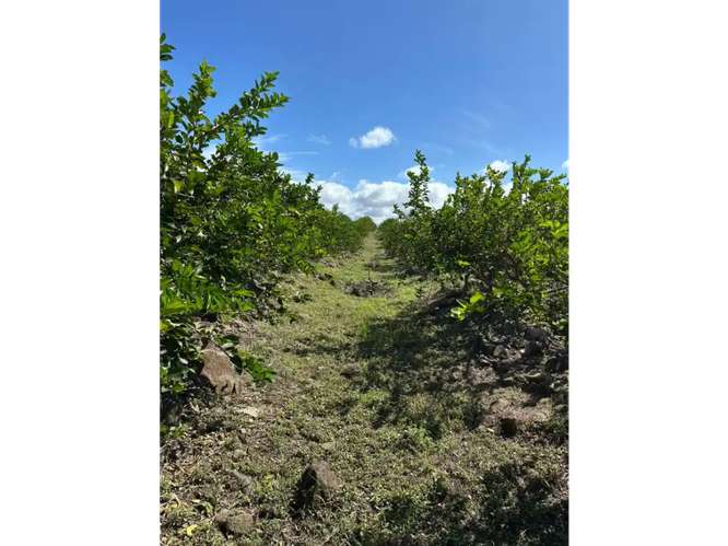 SE VENDE FINCA 11 HECTAREAS EN COCLE CAÑAVERAL HERMOSAS VISTAS - Imagen 3