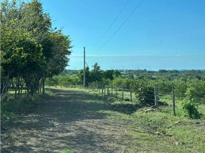 SE VENDE FINCA 11 HECTAREAS EN COCLE CAÑAVERAL HERMOSAS VISTAS - Imagen 11