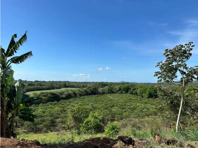 SE VENDE FINCA 11 HECTAREAS EN COCLE CAÑAVERAL HERMOSAS VISTAS - Imagen 7