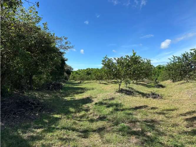 COCLE / CAÑAVERAL / FINCA / 11 HECTAREAS / ZONAS VERDES / NATURALEZA - Imagen 12