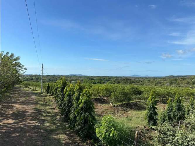 COCLE / CAÑAVERAL / FINCA / 11 HECTAREAS / ZONAS VERDES / NATURALEZA - Imagen 7
