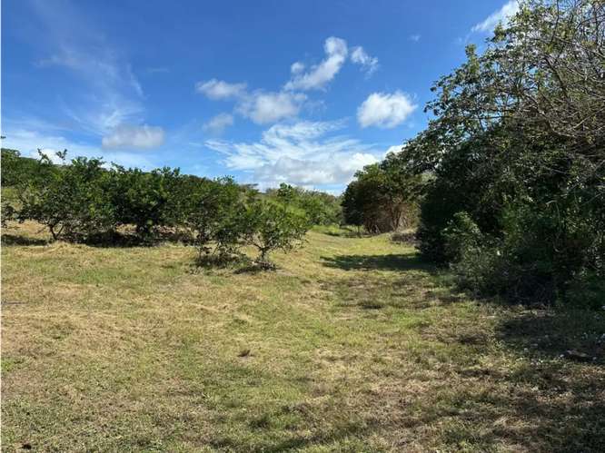 COCLE / CAÑAVERAL / FINCA / 11 HECTAREAS / ZONAS VERDES / NATURALEZA - Imagen 14
