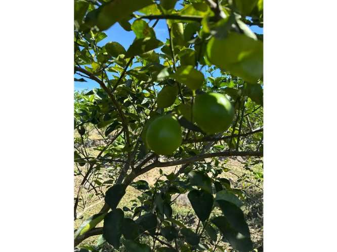 COCLE / CAÑAVERAL / FINCA / 11 HECTAREAS / ZONAS VERDES / NATURALEZA - Imagen 5