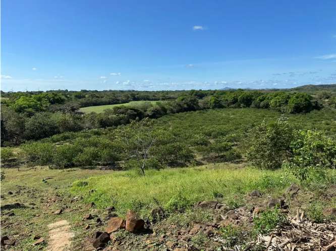 COCLE / CAÑAVERAL / FINCA / 11 HECTAREAS / ZONAS VERDES / NATURALEZA - Imagen 13