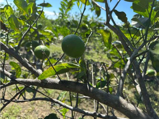 COCLE / CAÑAVERAL / FINCA / 11 HECTAREAS / ZONAS VERDES / NATURALEZA - Imagen 8