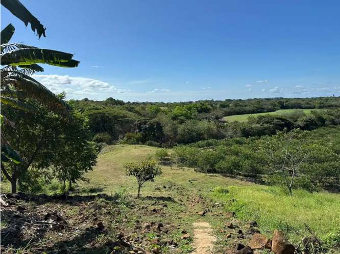 COCLE / CAÑAVERAL / FINCA / 11 HECTAREAS / ZONAS VERDES / NATURALEZA - Imagen 9