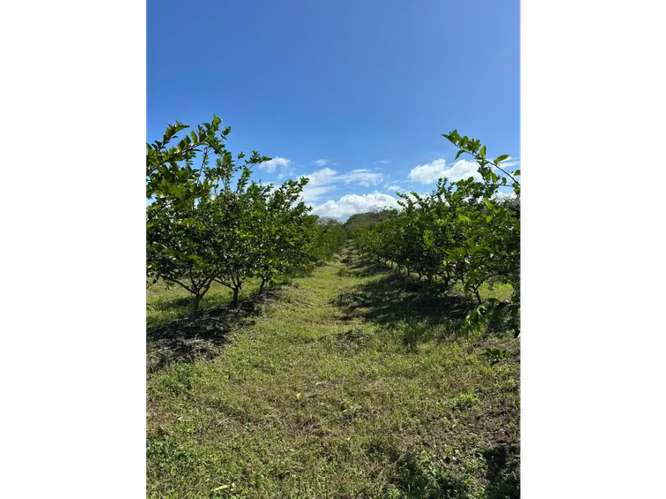 COCLE / CAÑAVERAL / FINCA / 11 HECTAREAS / ZONAS VERDES / NATURALEZA - Imagen 3