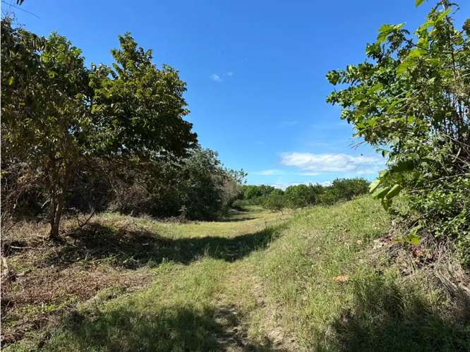 COCLE / CAÑAVERAL / FINCA / 11 HECTAREAS / ZONAS VERDES / NATURALEZA - Imagen 15