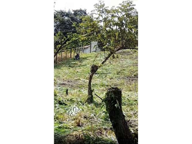 SE VENDE TERRENO 3755 M2 EN SAN CARLOS PLAYA CORONA CALLE ASFALTADA - Imagen 15