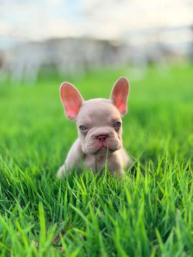 Bulldog francés Exótica BigRope - Imagen 5