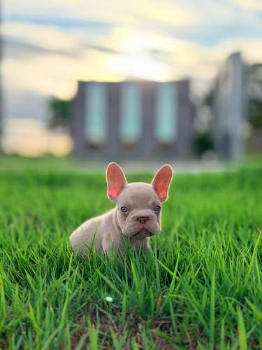Bulldog francés Exótica BigRope - Imagen 4