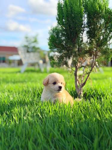 Maltipoo mini  - Imagen 5