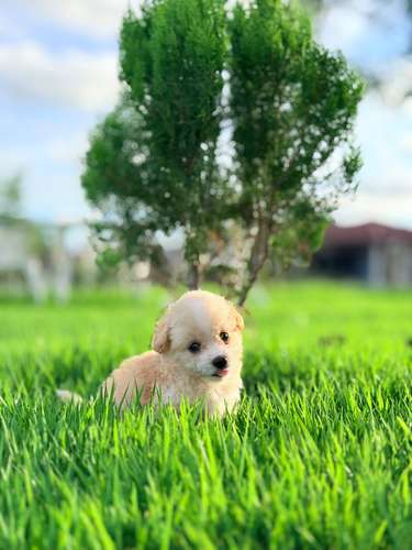 Maltipoo mini 