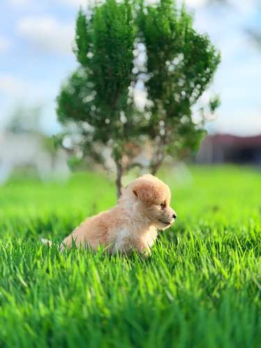 Maltipoo mini  - Imagen 6
