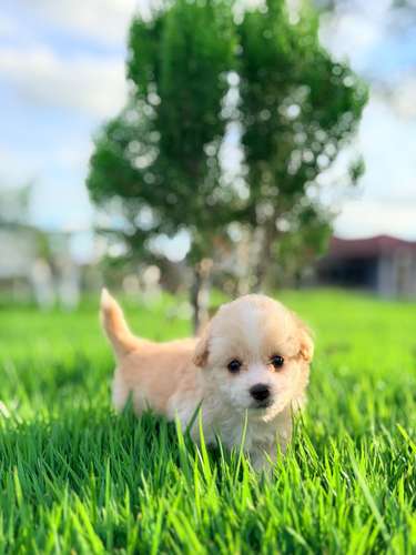 Maltipoo mini  - Imagen 7