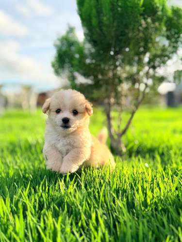 Maltipoo mini  - Imagen 3