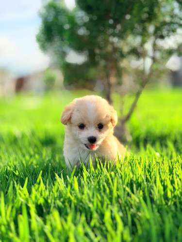 Maltipoo mini  - Imagen 4