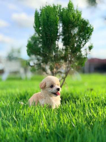 Maltipoo mini  - Imagen 2