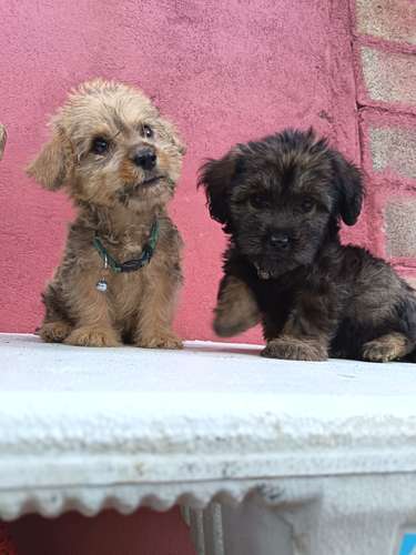 Hembra y macho poodle 